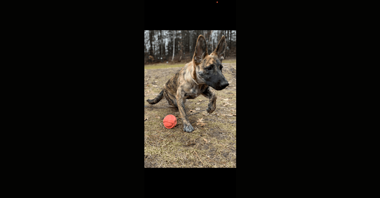 Photo of Mocha Chip Adams, a German Shepherd Dog, American Pit Bull Terrier, and Mixed mix in Texas, USA