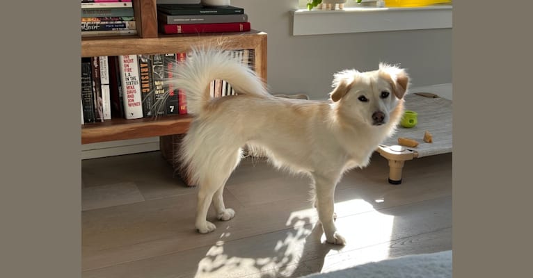 Photo of Vida, a Golden Retriever, Pekingese, American Eskimo Dog, Cocker Spaniel, Pomeranian, and Mixed mix in Incheon, Incheon, South Korea