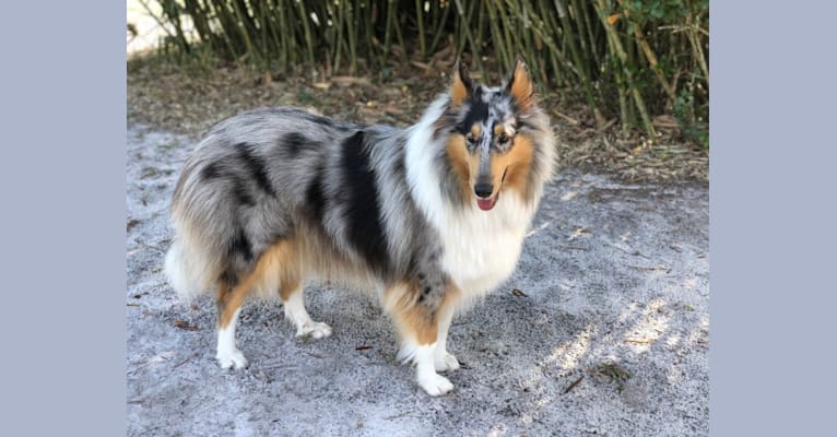 Kuma, a Collie tested with EmbarkVet.com