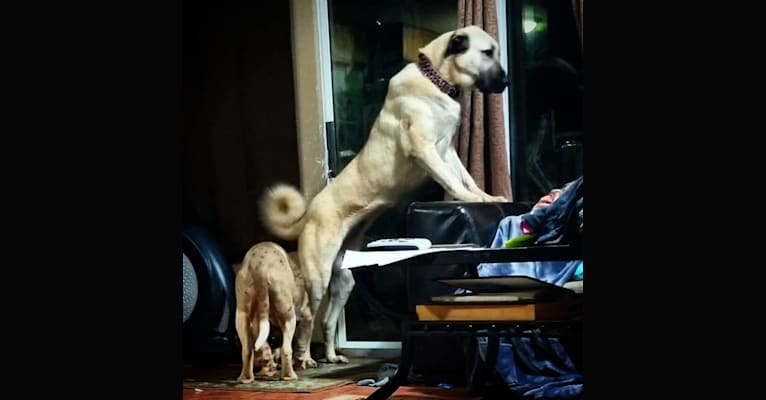 Ziva the Diva, an Anatolian Shepherd Dog tested with EmbarkVet.com