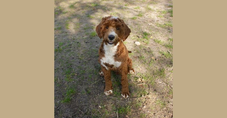 Lakewood Bordeaux, a Poodle (Small) and Poodle (Standard) mix tested with EmbarkVet.com