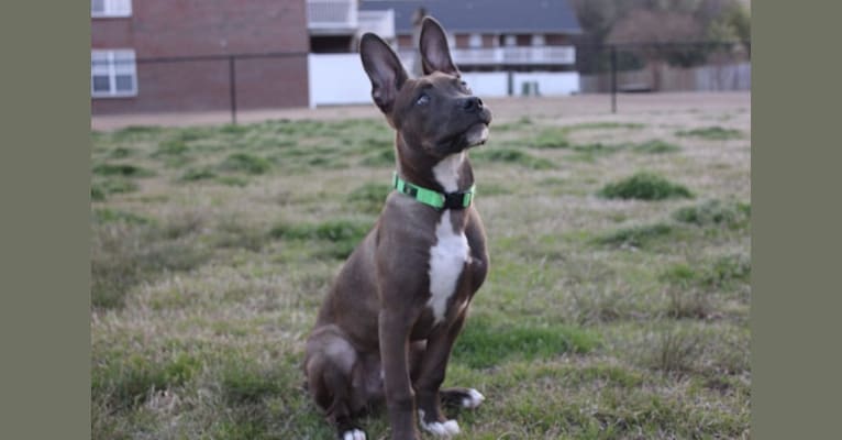 Hulk, an American Pit Bull Terrier and American Staffordshire Terrier mix tested with EmbarkVet.com