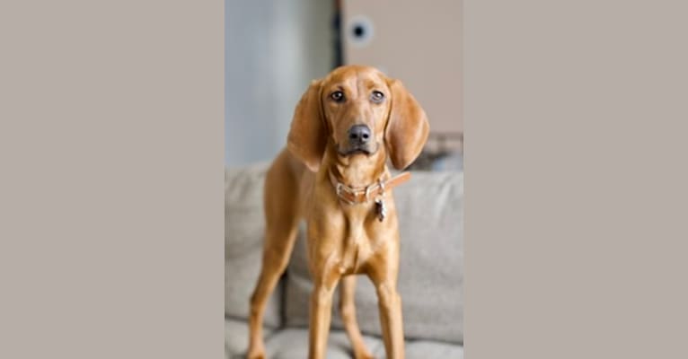 Pickles, a Redbone Coonhound tested with EmbarkVet.com