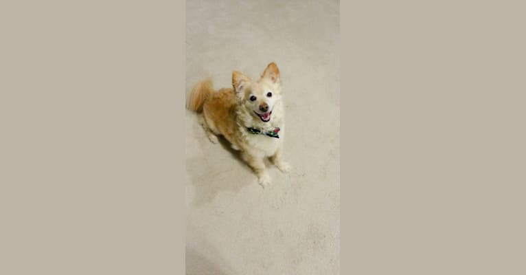 Hiroshi Katsu Matlock, a Poodle (Small) and Chihuahua mix tested with EmbarkVet.com