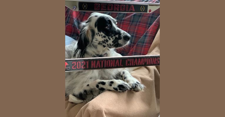 Photo of Kirby, a Llewellin Setter  in Kentucky, USA