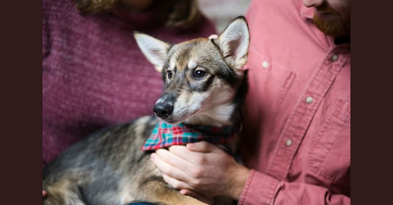 Wasali, an Alaskan-type Husky tested with EmbarkVet.com