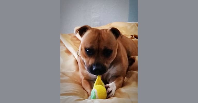 Photo of Gretel, a Staffordshire Bull Terrier  in USA