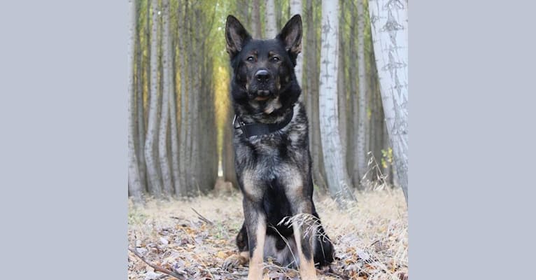 Vanco, a German Shepherd Dog tested with EmbarkVet.com
