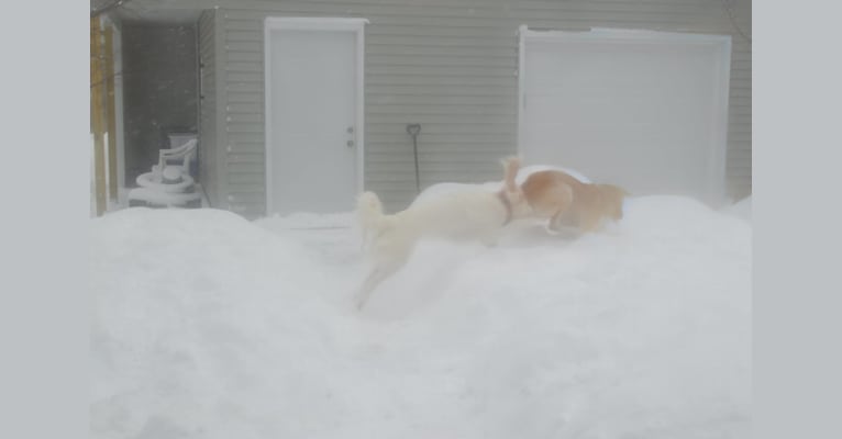 casper, a Great Pyrenees and Labrador Retriever mix tested with EmbarkVet.com