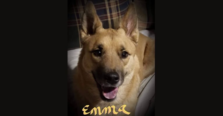Emma, an Akita and Rottweiler mix tested with EmbarkVet.com