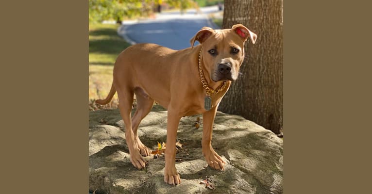 Photo of Gray, an American Pit Bull Terrier  in Atlanta, GA, USA