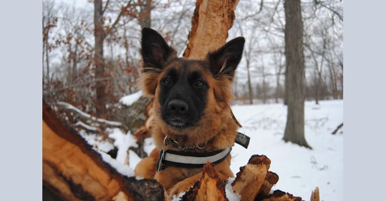 Akela, a German Shepherd Dog and Saint Bernard mix tested with EmbarkVet.com