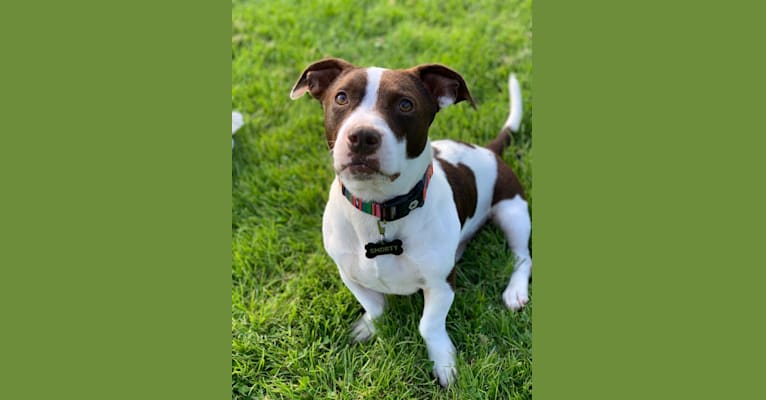 Photo of Shorty, an Australian Cattle Dog and American Pit Bull Terrier mix in Seattle, Washington, USA