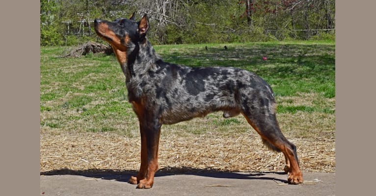 Merle beauceron new arrivals