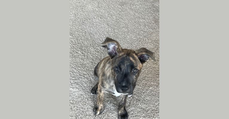 Photo of Brodie, an American Pit Bull Terrier, Australian Shepherd, Australian Cattle Dog, American Bulldog, Rottweiler, and Mixed mix in Houston, Texas, USA
