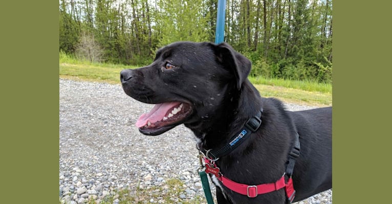 Photo of Squeak, an American Bully, American Pit Bull Terrier, Alaskan Malamute, Rottweiler, and Mixed mix in British Columbia, Canada
