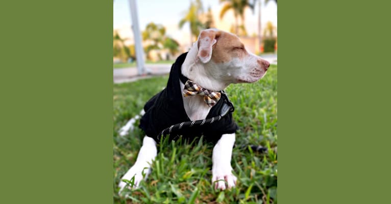 Casper, an American Pit Bull Terrier and Labrador Retriever mix tested with EmbarkVet.com