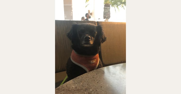 Photo of Charlie, a Chihuahua, Cocker Spaniel, and Miniature Pinscher mix in Costa Mesa, California, USA