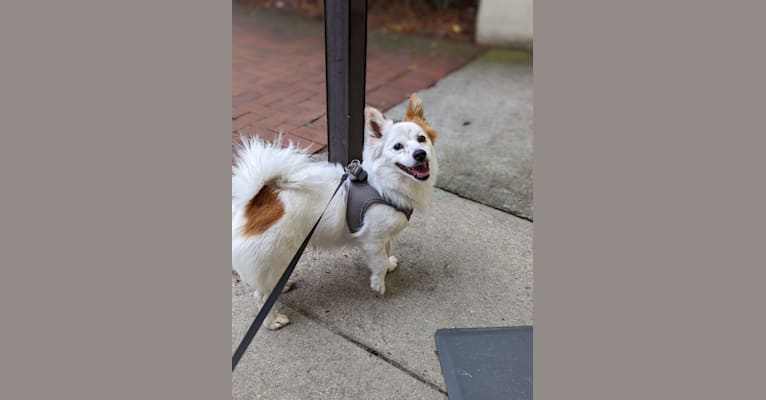 Tobu, a Japanese or Korean Village Dog tested with EmbarkVet.com