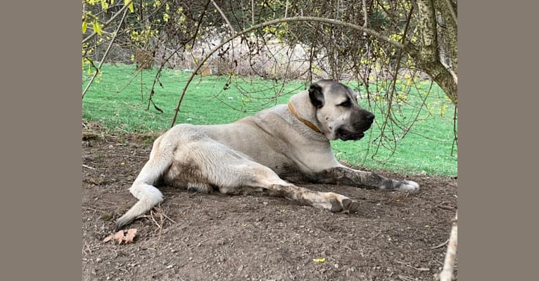 Wolf House Kimba, an Anatolian Shepherd Dog tested with EmbarkVet.com