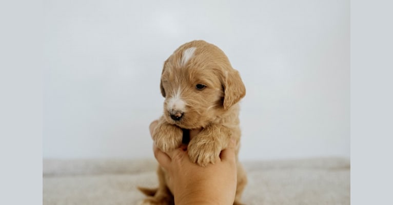 Zico, a Goldendoodle tested with EmbarkVet.com