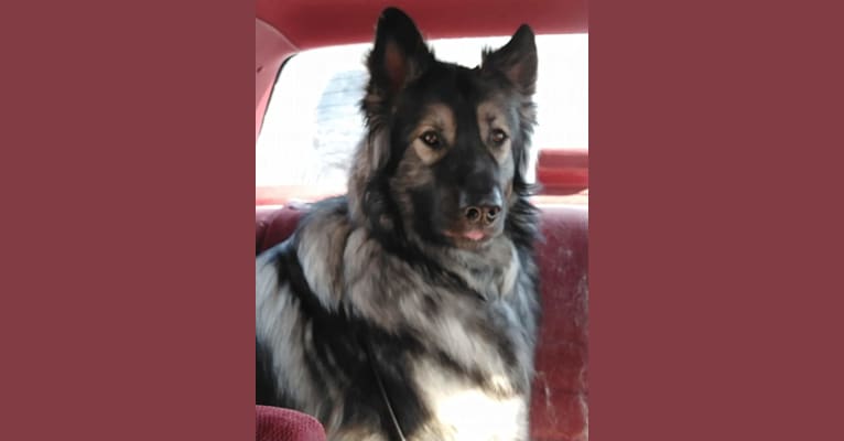 Hercules, an Alaskan Malamute and German Shepherd Dog mix tested with EmbarkVet.com