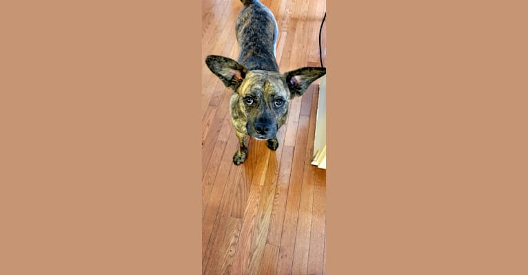 Sheldon, a Siberian Husky and Boston Terrier mix tested with EmbarkVet.com