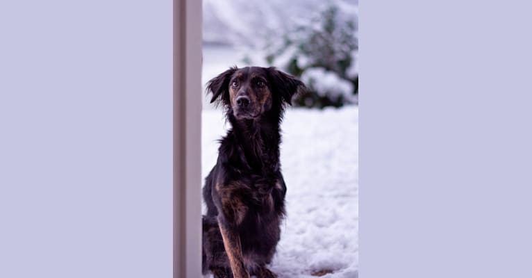 Whitney, a Labrador Retriever and Golden Retriever mix tested with EmbarkVet.com