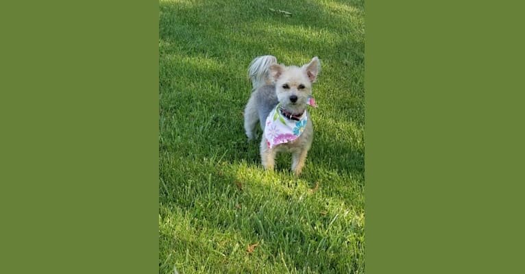 Photo of Molly, a Maltese, Pembroke Welsh Corgi, and Yorkshire Terrier mix in Huntington, West Virginia, USA