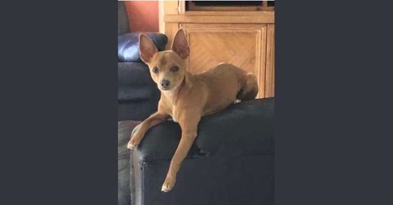 Westin, a Chihuahua and Rat Terrier mix tested with EmbarkVet.com
