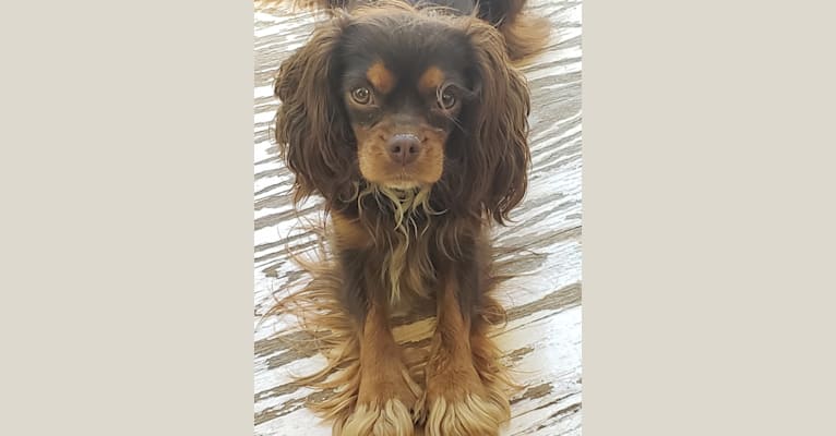 Diamond, a Cavalier King Charles Spaniel tested with EmbarkVet.com