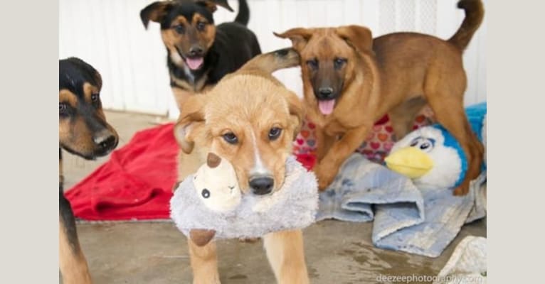 Ruca, a Rottweiler and Treeing Walker Coonhound mix tested with EmbarkVet.com