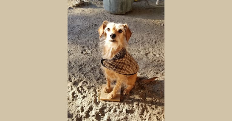 Scout, a Dachshund and Cocker Spaniel mix tested with EmbarkVet.com