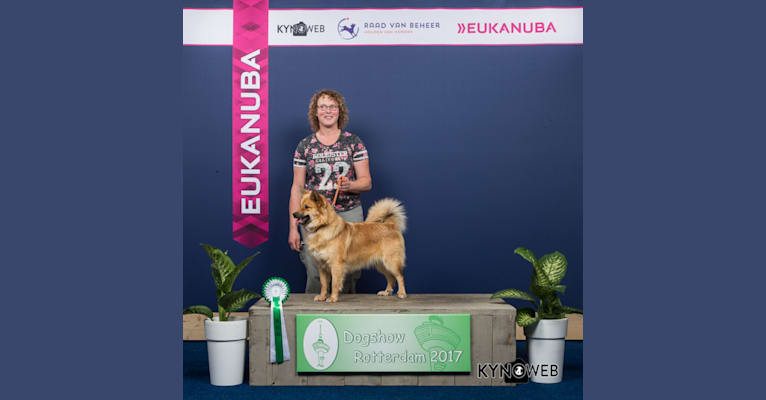 Bindi, an Icelandic Sheepdog tested with EmbarkVet.com