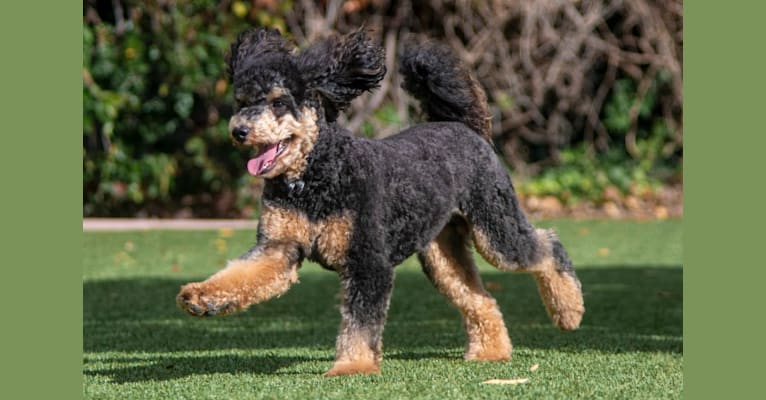 Rosco, a Poodle tested with EmbarkVet.com
