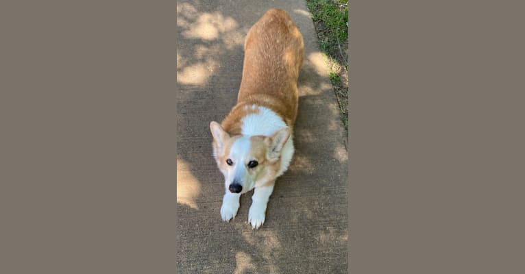 Clark, a Pembroke Welsh Corgi tested with EmbarkVet.com