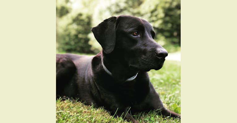 Curtis, a Rottweiler and Labrador Retriever mix tested with EmbarkVet.com