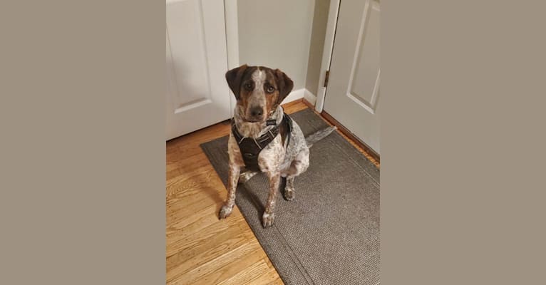 Walt, an Australian Cattle Dog and American Foxhound mix tested with EmbarkVet.com