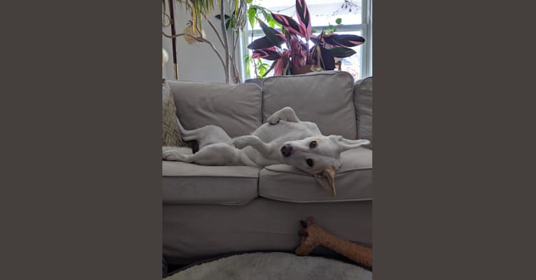 Jolene, a Siberian Husky and Chinese Shar-Pei mix tested with EmbarkVet.com