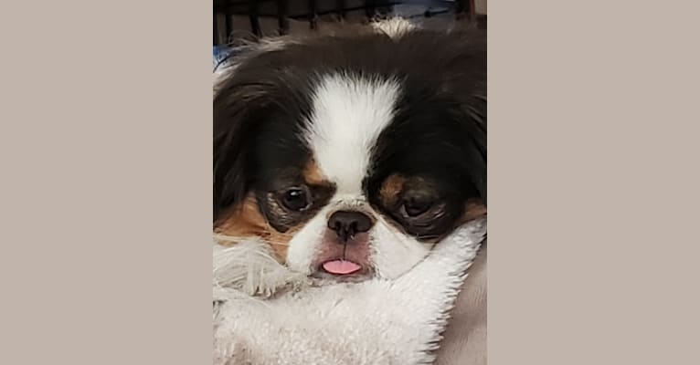 Sissy, a Japanese Chin tested with EmbarkVet.com