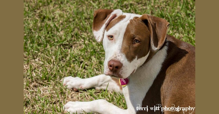 Maggie, a Staffordshire Terrier and Labrador Retriever mix tested with EmbarkVet.com