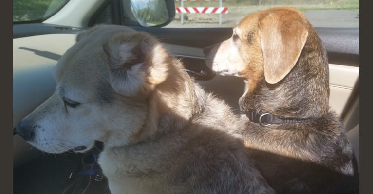 Riley, a Beagle and Labrador Retriever mix tested with EmbarkVet.com