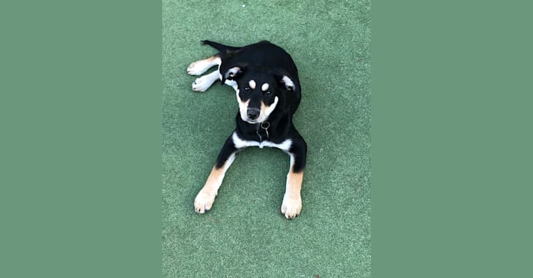 Miko, a Labrador Retriever and American English Coonhound mix tested with EmbarkVet.com