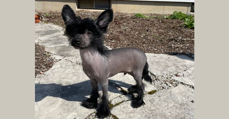 Stitch, a Chinese Crested tested with EmbarkVet.com