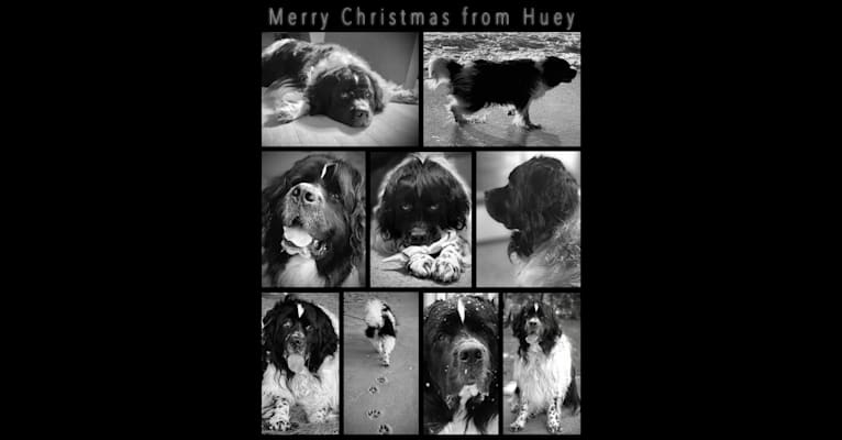 Huey, a Newfoundland tested with EmbarkVet.com