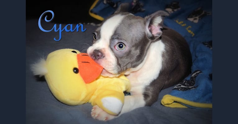 Cyan, a Boston Terrier tested with EmbarkVet.com