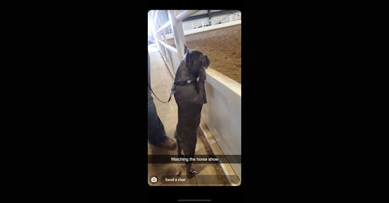 Ellie, a French Bulldog tested with EmbarkVet.com