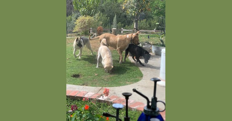Photo of Jaeger, a German Shepherd Dog, Border Collie, Akita, Australian Shepherd, and Siberian Husky mix in La Habra Heights, California, USA