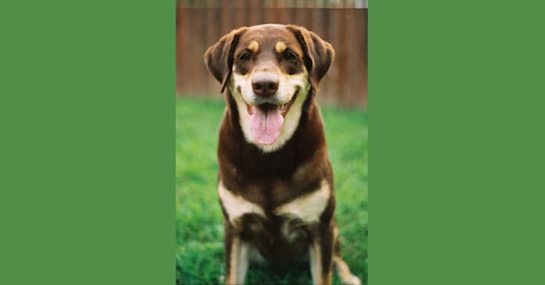 Photo of Kuemper, a Labrador Retriever, Golden Retriever, Border Collie, German Shepherd Dog, and English Springer Spaniel mix in Minnesota, USA