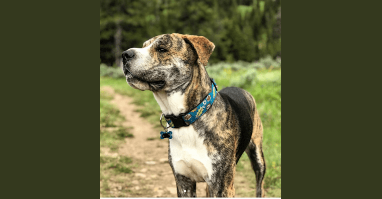 Pippen, an American Pit Bull Terrier and Great Pyrenees mix tested with EmbarkVet.com